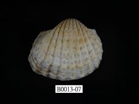 藏品(血蚶)的圖片